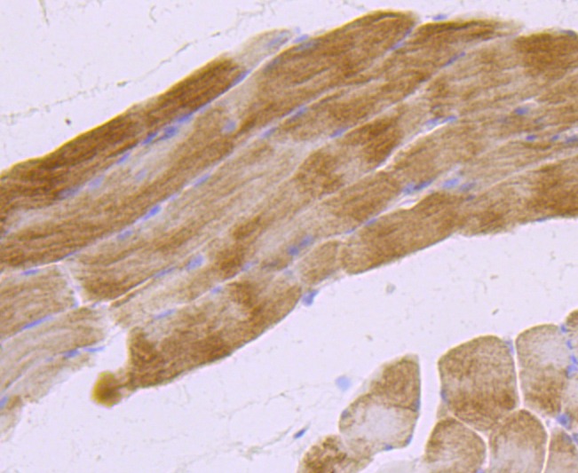 Anti-Mucin-2/MUC2 Antibody (9V575)