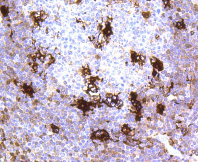 Anti-Mer Antibody (1I498)