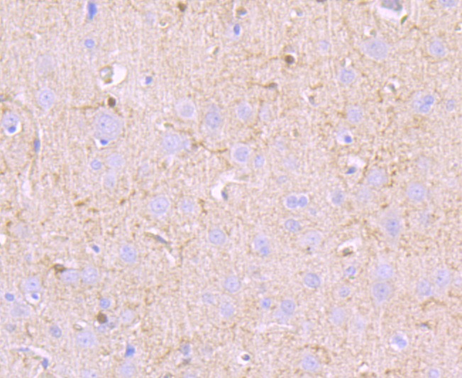Anti-Mucin-2/MUC2 Antibody (9V575)