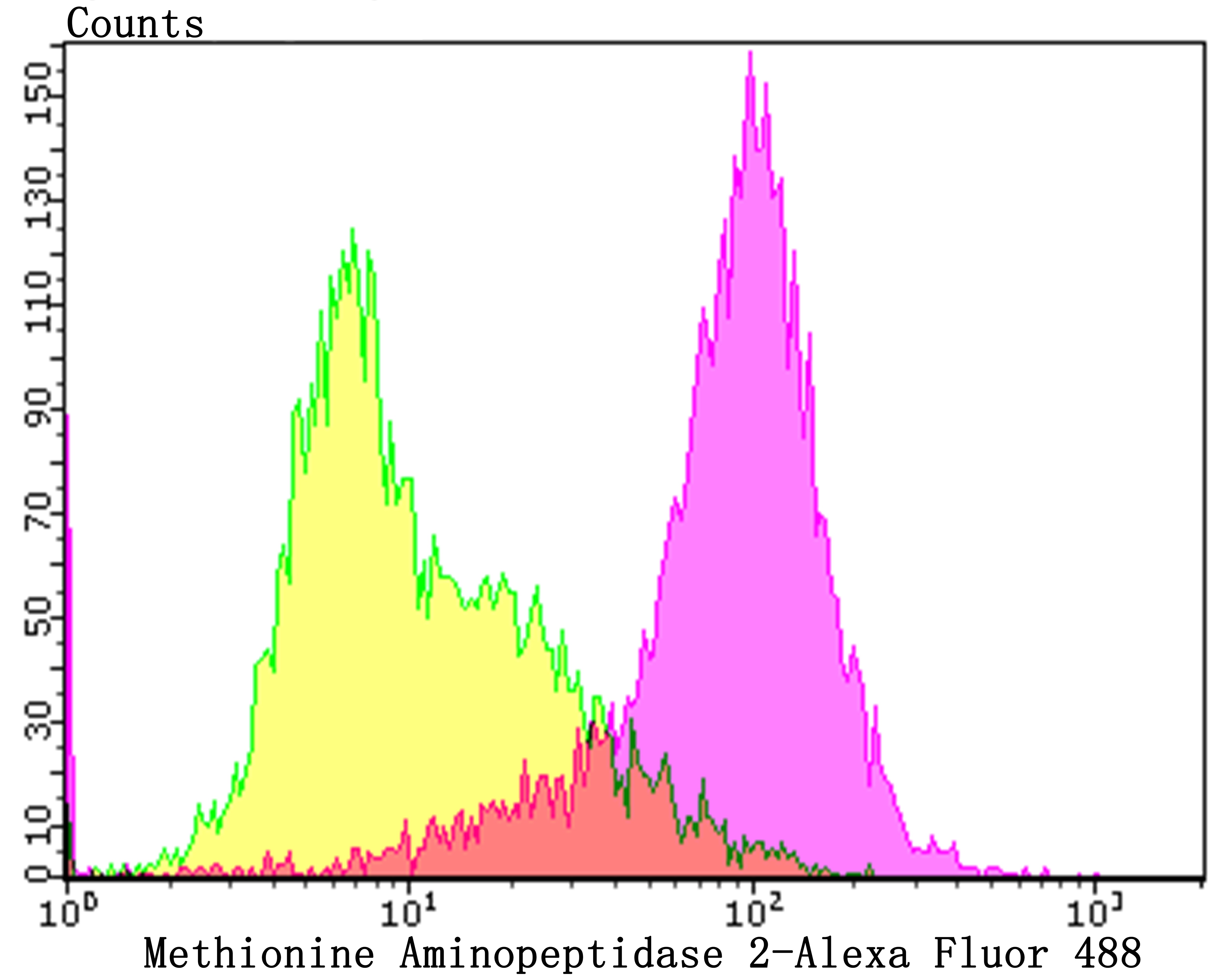 Anti-METAP2 Antibody (2D279)