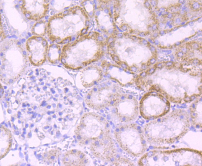 Anti-MMP-3 Antibody (6H498)