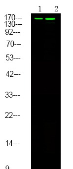 Anti-Phospho-HGFR/c-Met (Ser985) Polyclonal Antibody