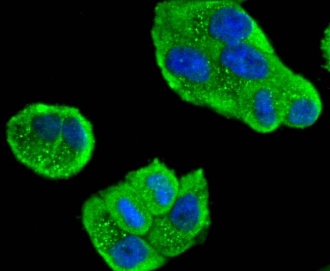 Anti-MAP3K3 Antibody (2Q519)