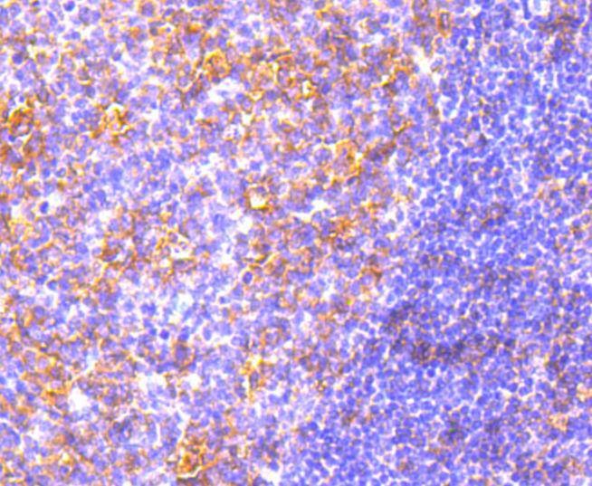 Anti-MYD88 Antibody (2C378)