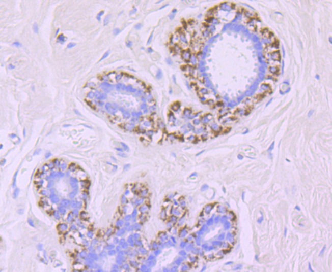 Anti-MMP-13 Antibody (2L744)