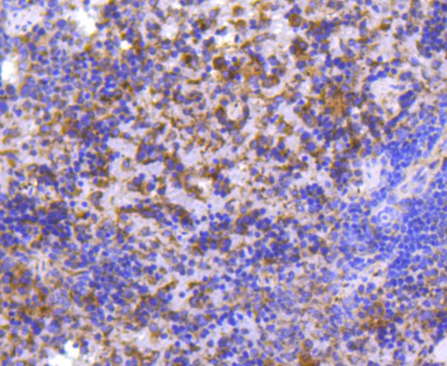 Anti-MMP11 Antibody (2X863)