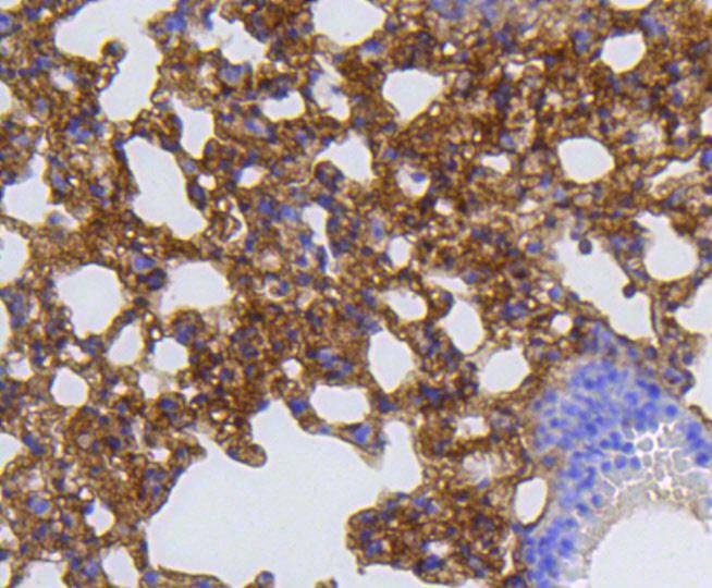 Anti-MMP-12 Antibody (1B615)