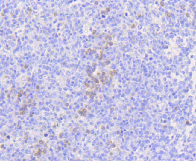 Anti-MLKL Antibody (3Z198)