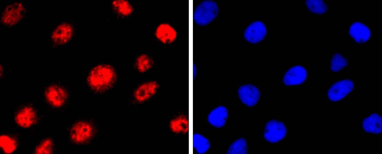 Anti-MITF Antibody (9E208)