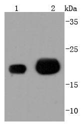 Anti-MGMT Antibody (6G140)