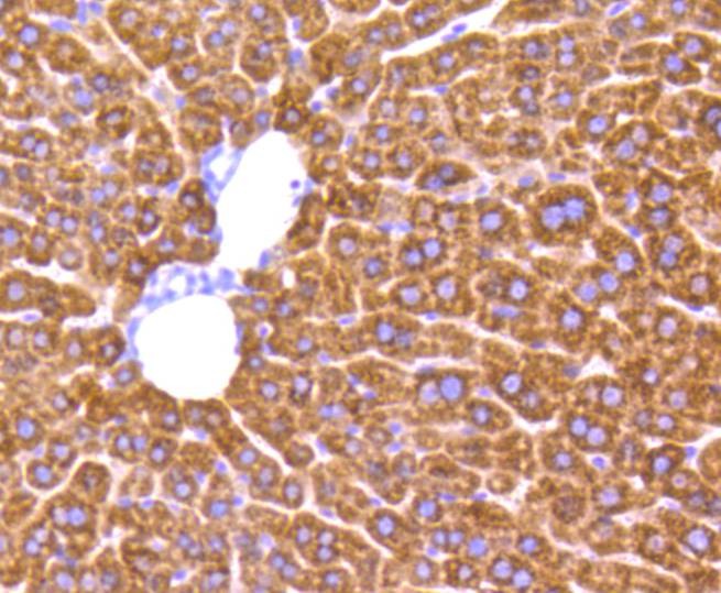 Anti-MMP-2 Antibody (2H420)