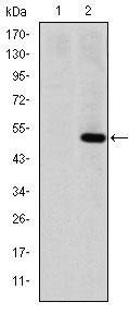 Anti-MMP-1 Antibody (1H680)