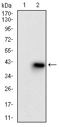 Anti-MMEL1 Antibody (9N137)
