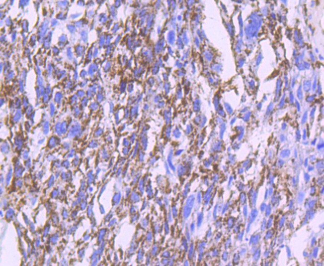 Anti-MMP-13 Antibody (2L744)