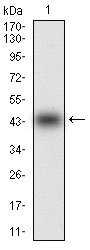 Anti-MMEL1 Antibody (9N137)