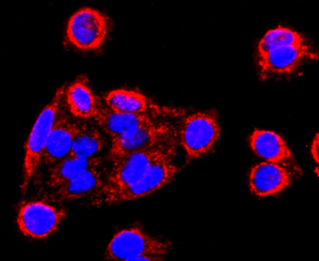 Anti-MMP-13 Antibody (2L744)