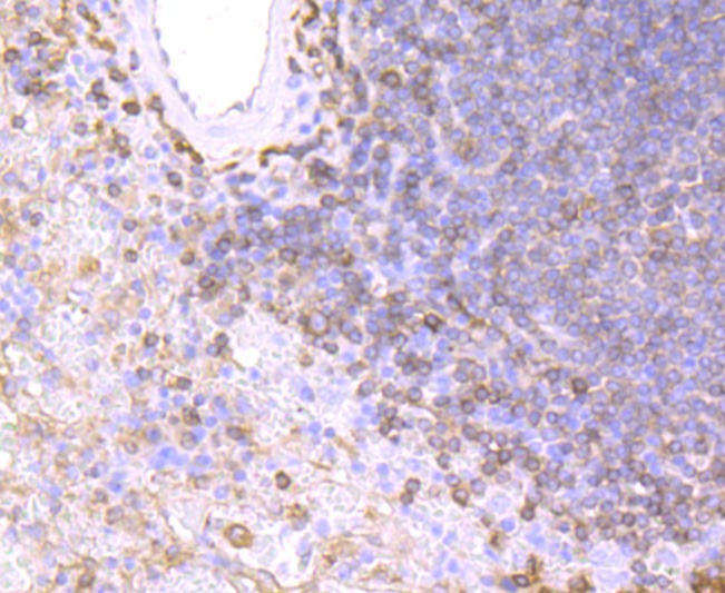 Anti-HLA-DPB1 Antibody (7X876)