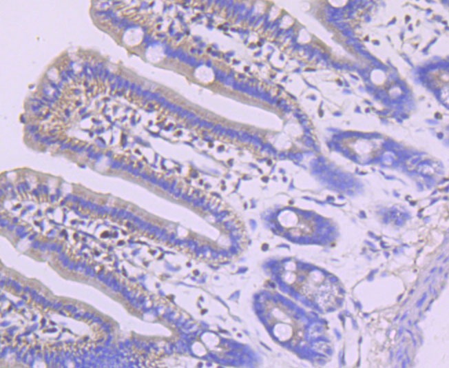 Anti-MEF2A Antibody (5F773)