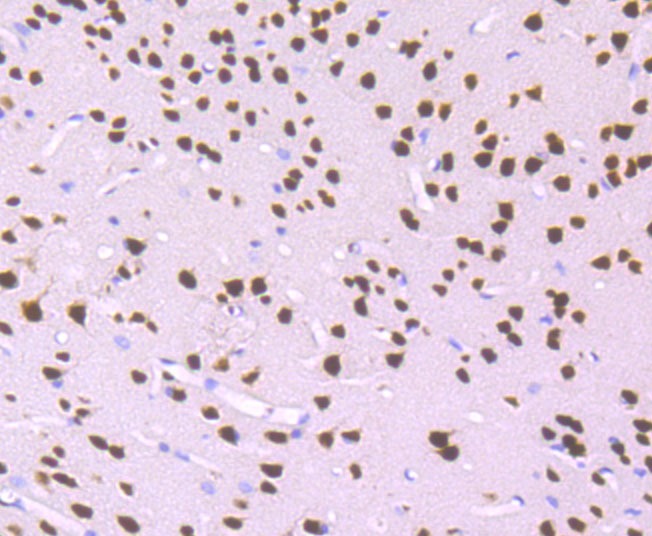 Anti-MEF2A Antibody (5F773)