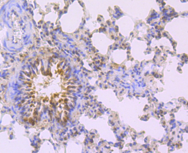 Anti-MAD2L2 Antibody (7W975)