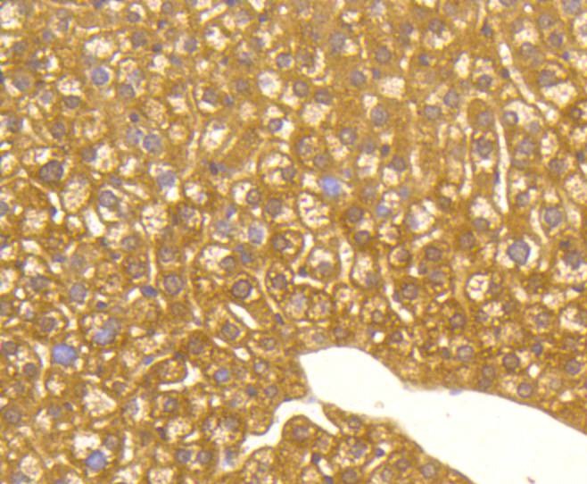 Anti-MAP1LC3A Antibody (4Q42)
