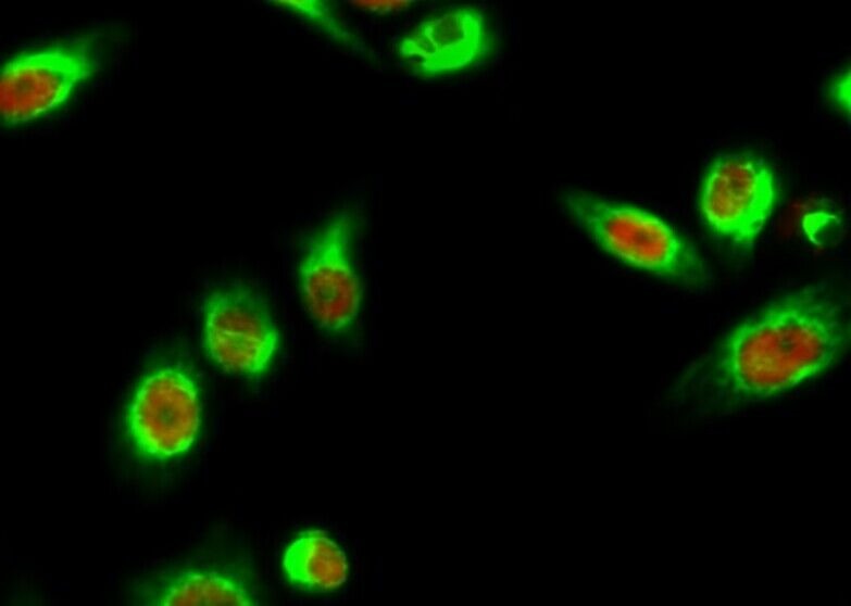 Anti-MAP2 Antibody (1Q259)