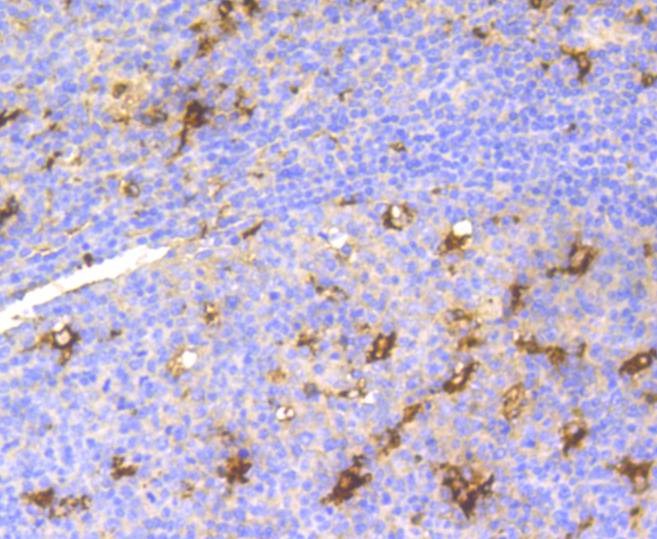 Anti-Lysozyme C Antibody (1Z83)