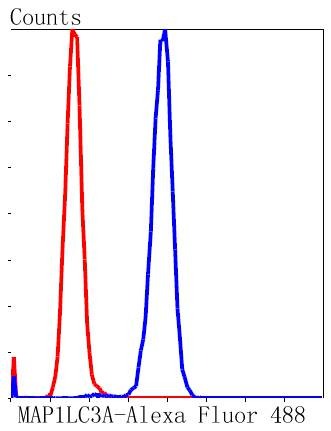 Anti-MAP1LC3A Antibody (4Q42)