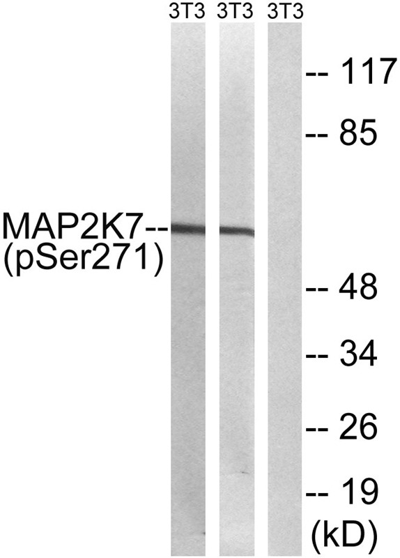 Anti-Phospho-MAP2K7 (Ser271) Polyclonal Antibody