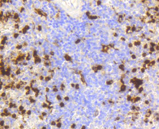 Anti-Lysozyme C Antibody (1Z83)