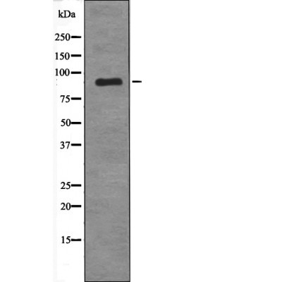 Anti-Phospho-MDM2 (Tyr394) Polyclonal Antibody