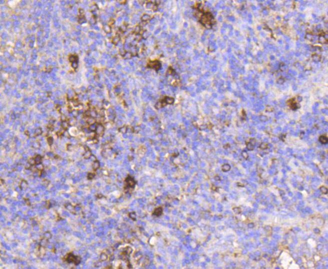 Anti-IGF2R Antibody (3T816)
