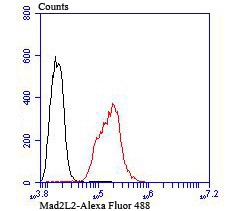 Anti-MAD2L2 Antibody (7W975)