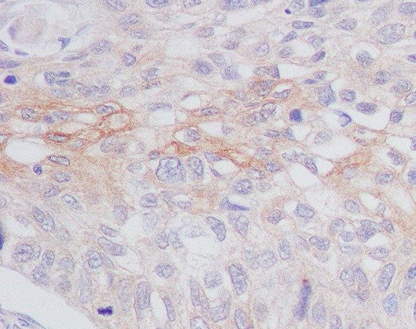 Anti-Phospho-MCU (S92) Polyclonal Antibody