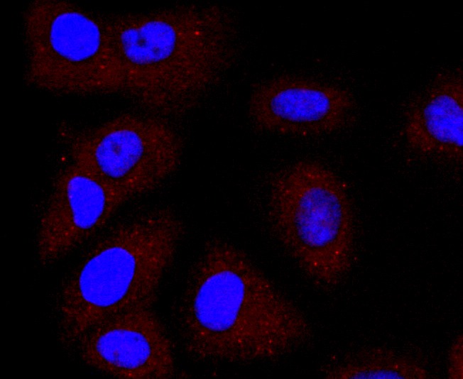 Anti-LYVE1 Antibody (3Z624)