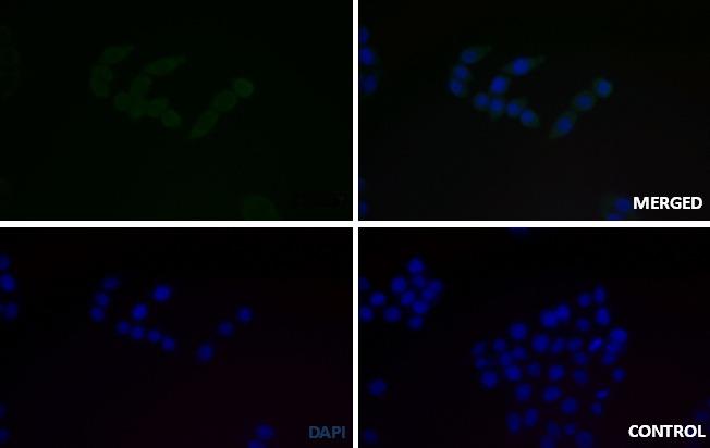 Anti-Phospho-MCU (S92) Polyclonal Antibody