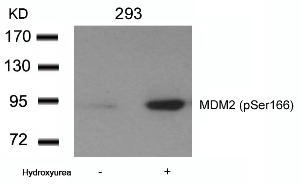 Anti-Phospho-MDM2 (Ser166) Polyclonal Antibody