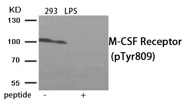 Anti-Phospho-CSF1R (Tyr809) Polyclonal Antibody