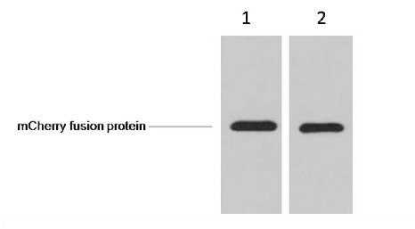 Anti-mCherry Tag Antibody (4O620)
