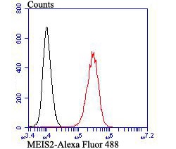 Anti-MEIS2 Antibody (3Y477)