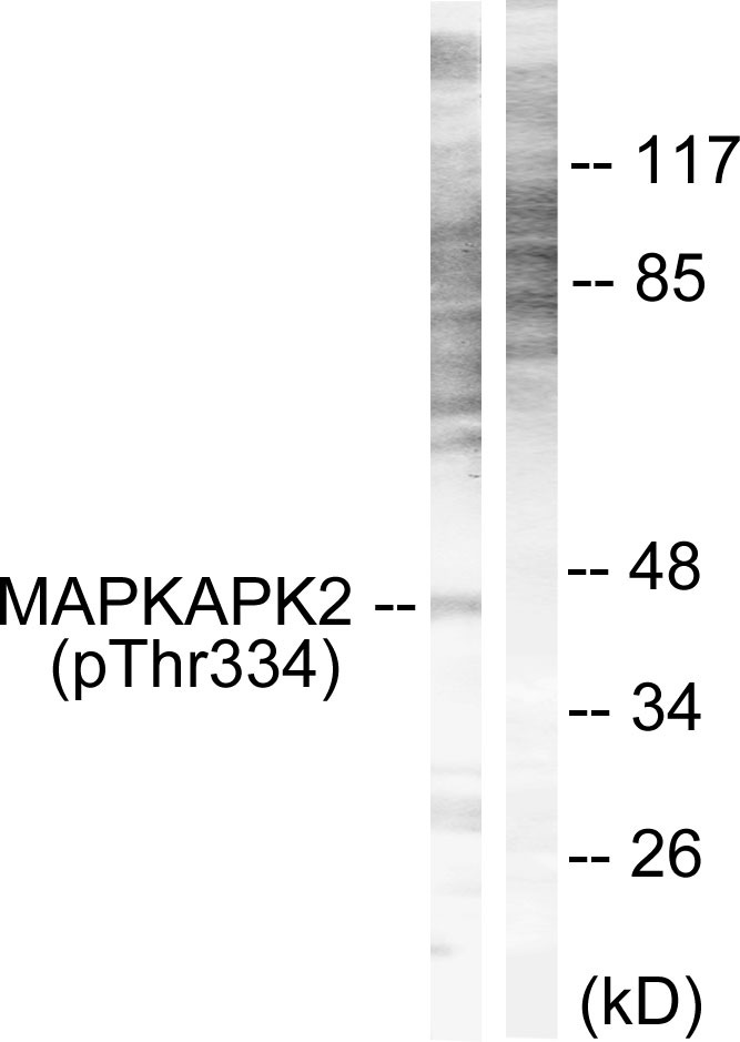 Anti-Phospho-MAPKAPK2 (Thr334) Polyclonal Antibody 3