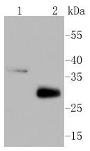Anti-Mcl-1 Antibody (6C872)