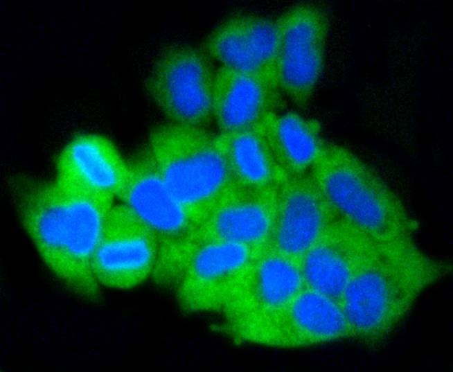 Anti-Mcl-1 Antibody (6C872)