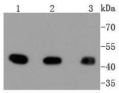 Anti-MAP2K1 Antibody (3D339)