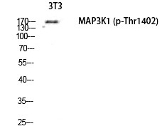 Anti-Phospho-MEK Kinase-1 (Thr1402) Polyclonal Antibody