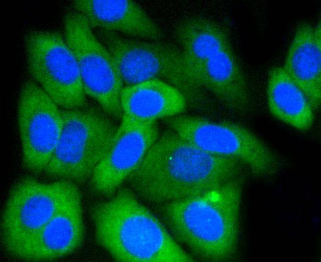 Anti-Mcl-1 Antibody (6C872)