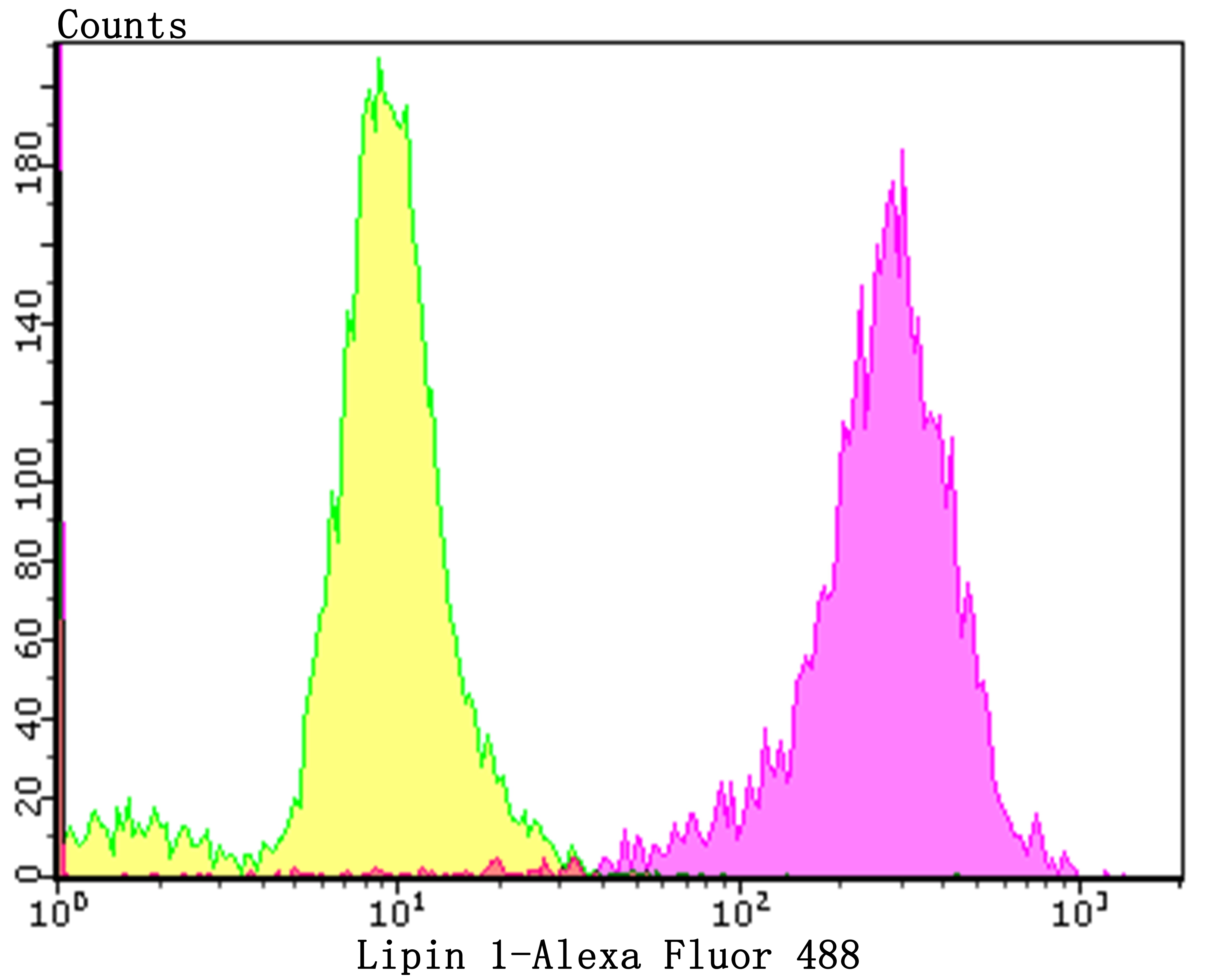 Anti-Lipin 1 Antibody (5B766)