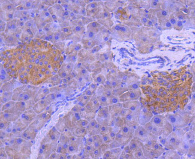Anti-MAP2K1 Antibody (3D339)