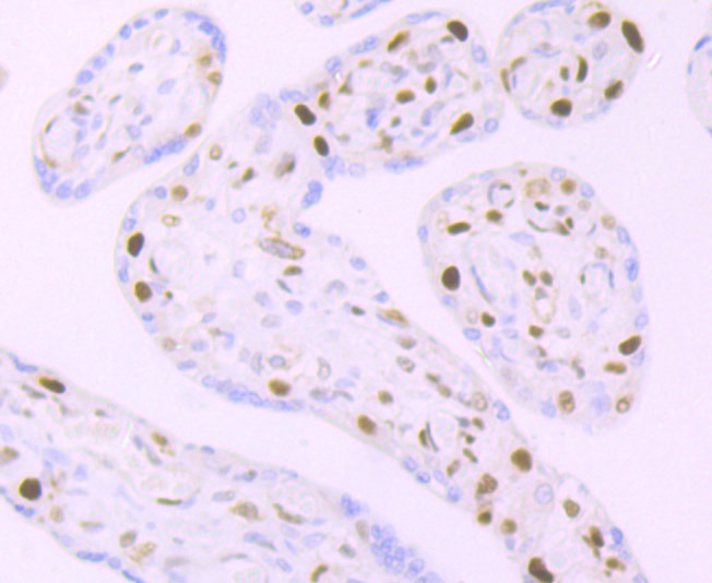 Anti-MCM3 Antibody (3T338)
