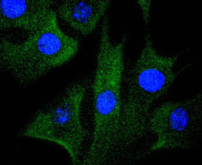 Anti-MAP2K1 Antibody (3D339)